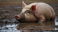 A close-up of a pig contentedly wallowing