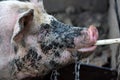 Close up pig with dirty face drinks water