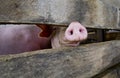 Close-up of a pig snout Royalty Free Stock Photo