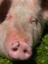 Close up of a pig snout Royalty Free Stock Photo