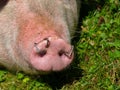Close up of a pig snout Royalty Free Stock Photo