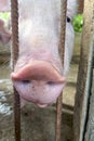 Close up of pig snout, pigs on a farm Royalty Free Stock Photo