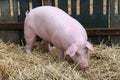 Close up of a pig sow in pig pen Royalty Free Stock Photo