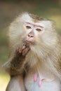 A close up of Pig-tailed Macaque (Macaca nemestrina) Royalty Free Stock Photo