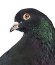 Close-up of a Pigeon Royalty Free Stock Photo