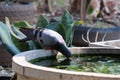 A close-up of a pigeon bending its neck to drink from a pond.