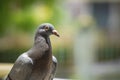 Close up pigeon birds with blurry background