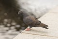 A close up of a pigeon in the city of Pilsen Royalty Free Stock Photo