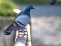 Close up of a pigeon