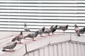 Pigeon group on gray roof of building background