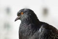 Close-up of pigeon Royalty Free Stock Photo