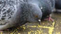 Close-up of the pigeon that pecks millet on the sidewalk. Business and finance concept Royalty Free Stock Photo