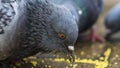 Close-up of the pigeon that pecks millet on the sidewalk. Business and finance concept Royalty Free Stock Photo