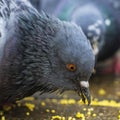 Close-up of the pigeon that pecks millet on the sidewalk. Business and finance concept Royalty Free Stock Photo