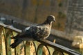 Close up of pigeon on a railing in Corfu