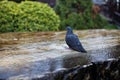 Close up of a pigeon refreshing and drinking water in a fountain. Cute wild bird on a water fountain Royalty Free Stock Photo