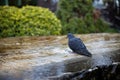 Close up of a pigeon refreshing and drinking water in a fountain. Cute wild bird on a water fountain Royalty Free Stock Photo