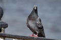 Close-up of a pigeon sitting on a metal fence in a city park Royalty Free Stock Photo