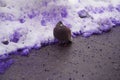 Close up Pigeon in the snow