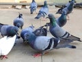 Close-up of pigeons. Beauty of pigeons Royalty Free Stock Photo