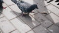 Close-up of pigeons in the city Park. Largly