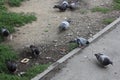 Close-up of pigeons group