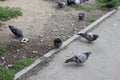 Close-up of pigeons group 18591