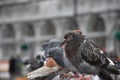 Close up of pigeons in a row sitting on a cast iron fence in the city. Royalty Free Stock Photo