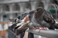 Close up of pigeons in a row sitting on a cast iron fence in the city. Royalty Free Stock Photo