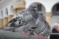 Close up of pigeons in a row sitting on a cast iron fence in the city. Royalty Free Stock Photo