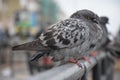 Close up of pigeons in a row sitting on a cast iron fence in the city. Royalty Free Stock Photo