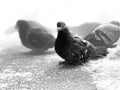 Close up of pigeons on street in winter season. Black and white photo of flock of birds walking on ground in search for food in