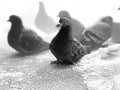 Close up of pigeons on street in winter season. Black and white photo of flock of birds walking on ground in search for food in