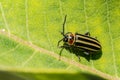 Pigweed Flea Beetle Royalty Free Stock Photo