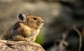 Close Up Of Pika Sitting On Rock Looking Right Royalty Free Stock Photo