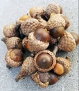 Close-up of a pile of acorns Royalty Free Stock Photo