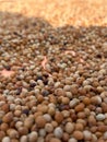 A close-up of a pile of beans Royalty Free Stock Photo