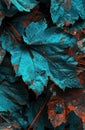 a close up of a pile of blue and brown leaves