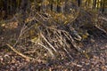 Close-up of a pile of branches after garden