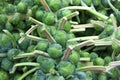 Many stalks of brussel sprouts piled