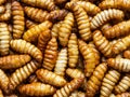 close up of a pile of crispy fried silk worm in market Royalty Free Stock Photo