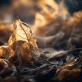 a close up of a pile of dead leaves on the ground