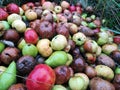 a Close-up of a pile of differently colored apples and pears, some of which are already spoiled Royalty Free Stock Photo