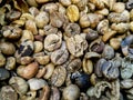 Close-up of a pile of dried coffee beans that have not yet been roasted. Sun-dried coffee. Natural coffee drying Royalty Free Stock Photo