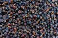 Close up pile of dried fruit of black rosehip or wild rose Royalty Free Stock Photo