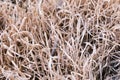 Close up of a pile of dry brown grass, texture of a golden straw, closeup of gold wheat hay. Royalty Free Stock Photo