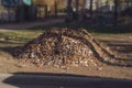 Close-up of a pile of fallen leaves