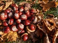 Pile of fresh horse chestnuts (Aesculus hippocastanum) among dry leaves. Autumn background with ripe brown horse Royalty Free Stock Photo