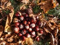 Pile of fresh horse chestnuts (Aesculus hippocastanum) among dry leaves. Autumn background with ripe brown horse Royalty Free Stock Photo