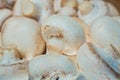 Close up pile of fresh picked mushrooms ready for food preparing. Healthy nutrition, bio organic grown, raw meal fungi background